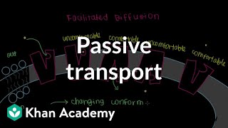 Passive Transport by Facilitated Diffusion  Cells  MCAT  Khan Academy [upl. by Namruht]