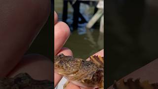 🐟💦tiny oyster toadfish👀 fishing toadfish [upl. by Austen]