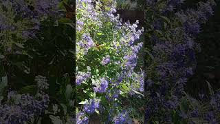 Blue Beard and the Bees Caryopteris in the Garden flowergarden [upl. by Cypro833]