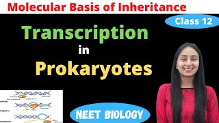 Transcription in Prokaryotes  Class 12 Genetics  NEET Biology [upl. by Anegue]