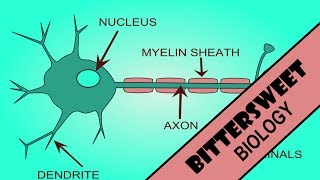 Neurology  Resting Membrane Graded Action Potentials [upl. by Esiouqrut360]