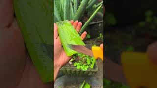 How to get Aloe Vera Gel and its uses shorts aloevera [upl. by Deehan458]