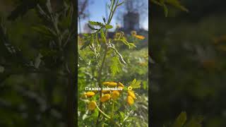 Tanacetum vulgare🌼plants 🌿nature💚ukraine🇺🇦video vlog garden [upl. by Ahsirak]