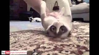 Epic Funny Cats  Cute Cats Compilation  60 minutes HDHQ [upl. by Nilesoj975]