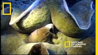 Monsters of the Deep  National Geographic [upl. by Akili866]