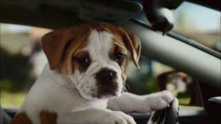 Super Bowl Dog Commercial  CarMax [upl. by Lala405]