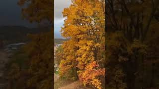 Fall Colors of Smoky Mountains 🍁🍂shorts [upl. by Worthington578]