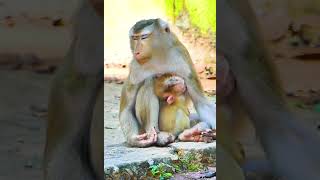 Lovely Monkey Family Libby and Babies 6 monkey monkeyanimalschannel cutebabies cutechildren [upl. by Nuhsyar355]