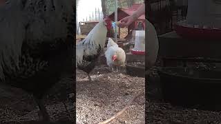 The Secret Bonding Treat for Our Flocks [upl. by Siloa]