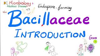 Introduction to Bacillaceae Bacillus anthracis and Bacillus cereus  Microbiology 🧫 [upl. by Enyahc]