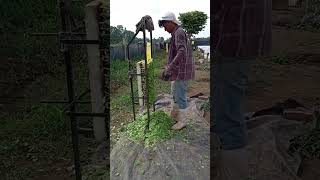 easy way to cutting Greens shortvideo shorts topknkwledge786 [upl. by Anewor719]