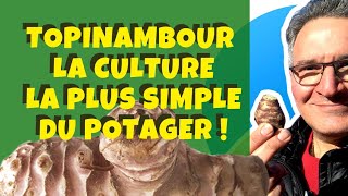 Topinambour  Comment le cultiver facilement au potager [upl. by Jareb]