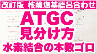 【ATGC構造の見分け方】核酸塩基の構造の見分け方 塩基間の水素結合の本数の語呂合わせ DNAとRNA 天然高分子 ゴロ化学 [upl. by Ulla]