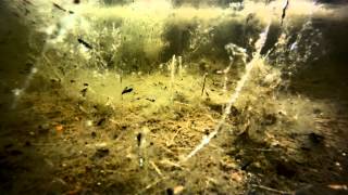 toadtastic Natterjack Toads at Hengistbury Head Dorset UK [upl. by Hanala]