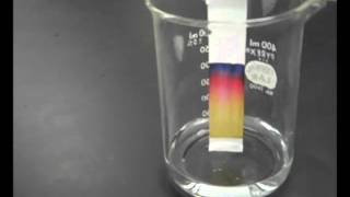 🧪Paper Chromatography  Chemistry Experiment with Mr Pauller [upl. by Clare]