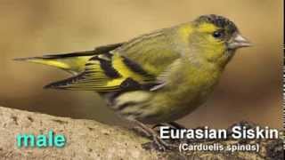 Siskin  Eurasian Siskin Bird Call and Pictures for Teaching BIRDSONG [upl. by Rosmarin]