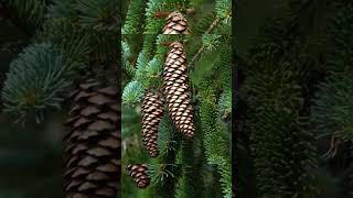 pine cones help to predict weather factspinetreespineconeshumidity levels [upl. by Lohrman]