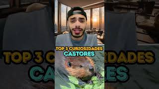 CASTORES  TOP 3 CURIOSIDADES [upl. by Marjy]