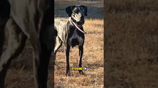 Catahoula Leopard Dog The Vigorous and Versatile  A Unique American Breed dog [upl. by Iteerp]