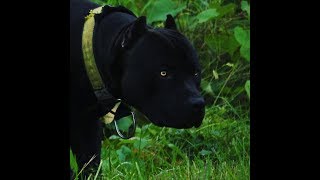 Prague Black AMERICAN BULLY [upl. by Tugman]