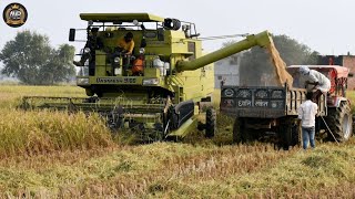 Dasmesh 9100 4×4 harvester combine  harvesting and dropping wheats 🌾 in the trolley [upl. by Ephrayim]