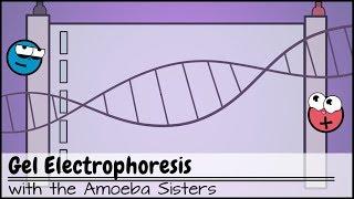 Gel Electrophoresis [upl. by Ycam318]