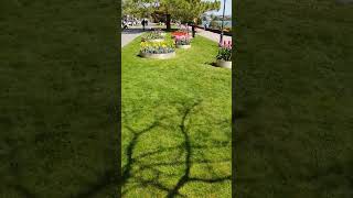 Tulip Festival in Morges Switzerland Hyperlapse film [upl. by Cornelle]