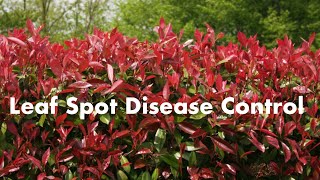 Leaf Spot Disease Control for Red Tip Photinia Part 2 [upl. by Asiat]