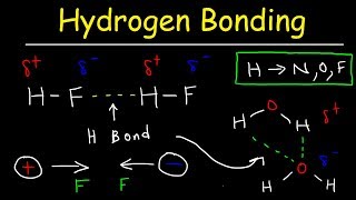 Hydrogen Bonds In Water Explained  Intermolecular Forces [upl. by Nnael]