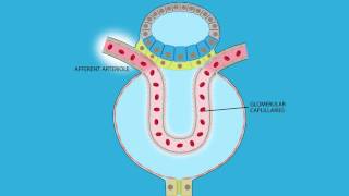 Glomerular Filtration Role of Afferent and Efferent Resistance on GFR [upl. by Llennhoj]