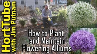 How To Grow Flowering Alliums  Ornamental Flowering Onions [upl. by Shifra]