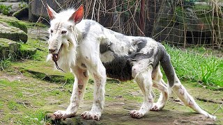 Top 3 Most Bizarre Animals On Earth THESIMPSOMS6540 [upl. by Welby]