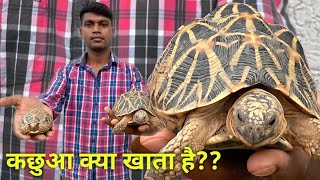 Tortoise Care  Turtle Care  Tortoise kya khata hai  Star Tortoise [upl. by Bonina]