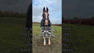 💔❤️‍🩹 horse pferde horses equestrian pony hurricane florida love cheval hest trending [upl. by Dust]