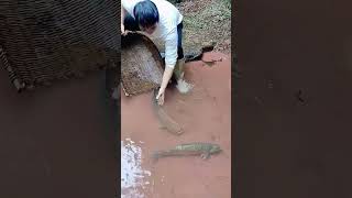 The process of catching grass carp in streams [upl. by Donavon]