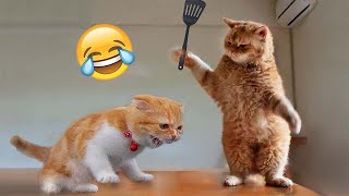 Funniest Animals 2023😂 Best cat videos for a good mood 😻 [upl. by Allebram]