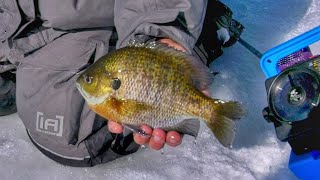 Panfish Finesse in Madison [upl. by Nayk]