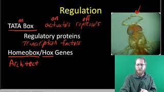 Prokaryotic and Eukaryotic Gene Regulation [upl. by Symon]