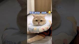 feisty cat 😂 cat cuteecats cute cutecat catlover cuteecats catvideos shortcat shorts [upl. by Johathan672]