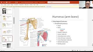 Osteology of the Pectoral Girdle [upl. by Evalyn]