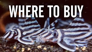 Where to Buy Rare and Exotic Aquarium Fish [upl. by Arted319]