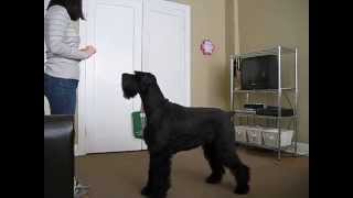 Giant Schnauzer Tricks [upl. by Nnil]