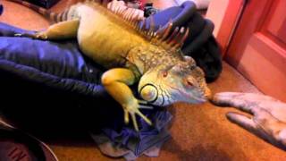 Dealing with Iguana Aggression [upl. by Ansley]