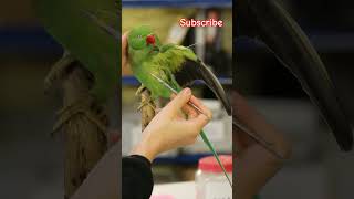 Ringnet parrot 🦜 death art  birds parrot death art sadvideo shorts [upl. by Anipsed7]