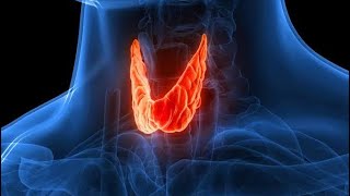 THYROID GLAND PHYSIOLOGY [upl. by Sumaes729]