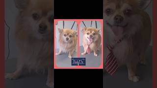 ❤️ 🐾 Kito 🐾 ❤️ toilettage puppy chien cute dog grooming doglover chihuahua [upl. by Nevsa]