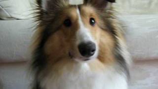 Sheltie Surprise  Puppy Shetland Sheepdog [upl. by Neltiac]