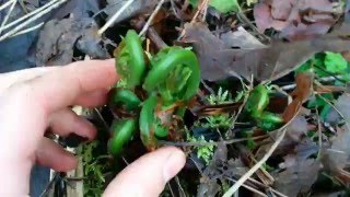 All About Fiddleheads Spring 2016 [upl. by Yknarf717]