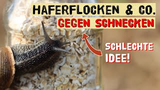 Schneckenplage 2024  Nicht jeder Tipp hilft gegen Schnecken im Gemüsegarten Helfen Haferflocken [upl. by Zavala]