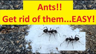 DIY Borax Ant Killer and Its Results [upl. by Yblocaj]